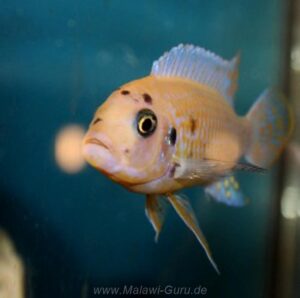 Metriaclima zebra 'Nkhungu Reef'